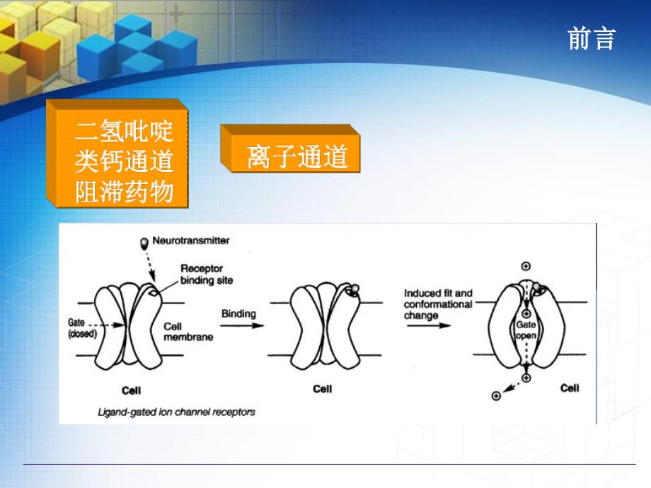 二氢吡啶类钙通道阻滞药物的分析.ppt_第2页