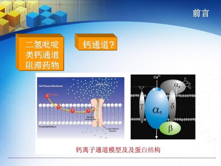 二氢吡啶类钙通道阻滞药物的分析.ppt_第3页