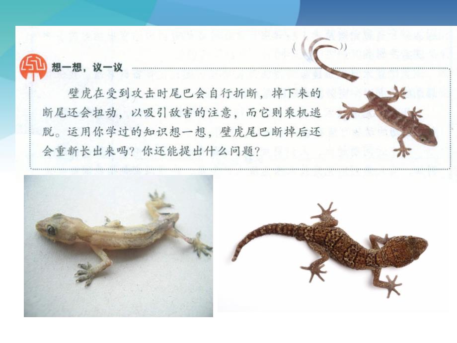 人教版初一生物上册《细胞通过分裂产生新细胞》ppt课件_第2页