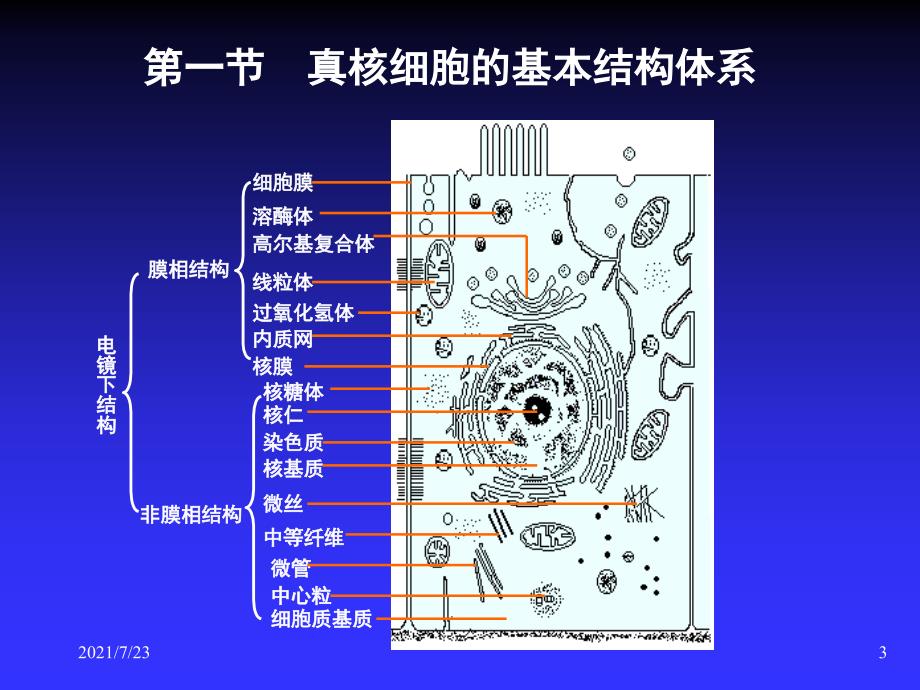 02遗传与优生的细胞学基础PPT课件_第3页