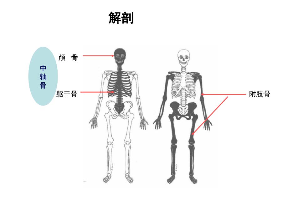 核医学教学课件：骨骼系统_第4页