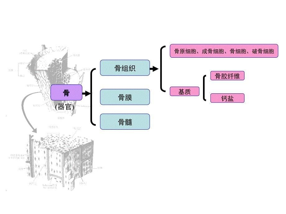 核医学教学课件：骨骼系统_第5页