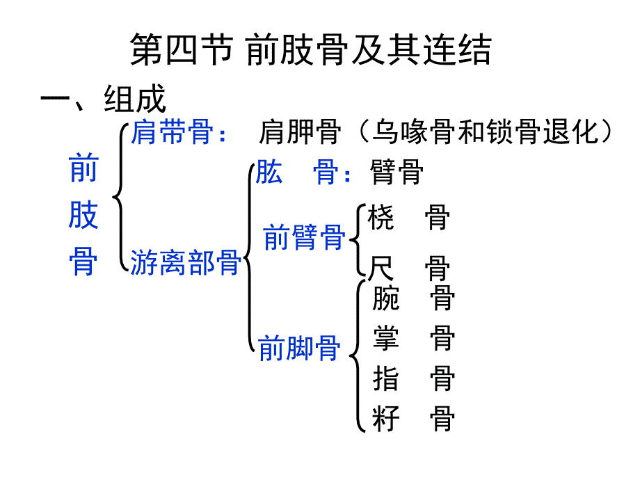 《前肢骨及其连结》PPT课件_第1页