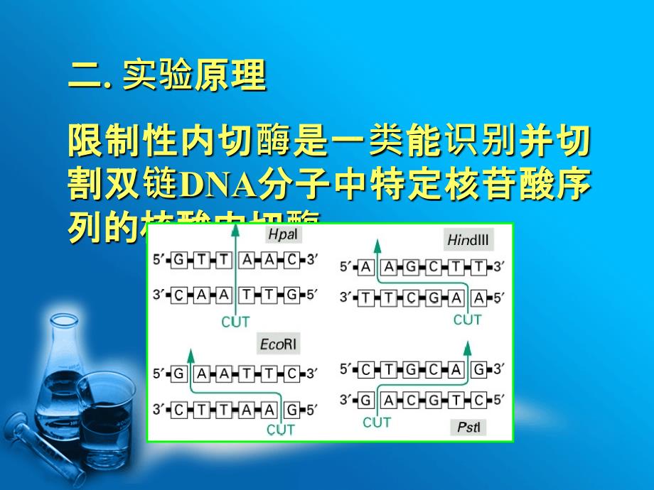 DNA的限制性酶谱分析ppt课件_第3页