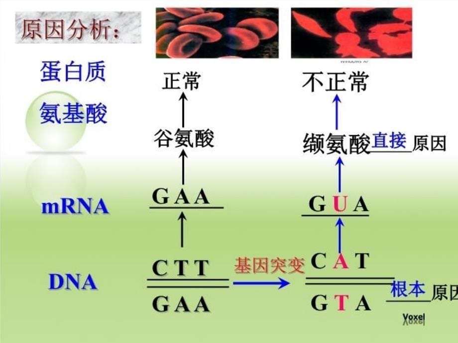 最新张海龙基因突变和基因重组PPT课件_第5页