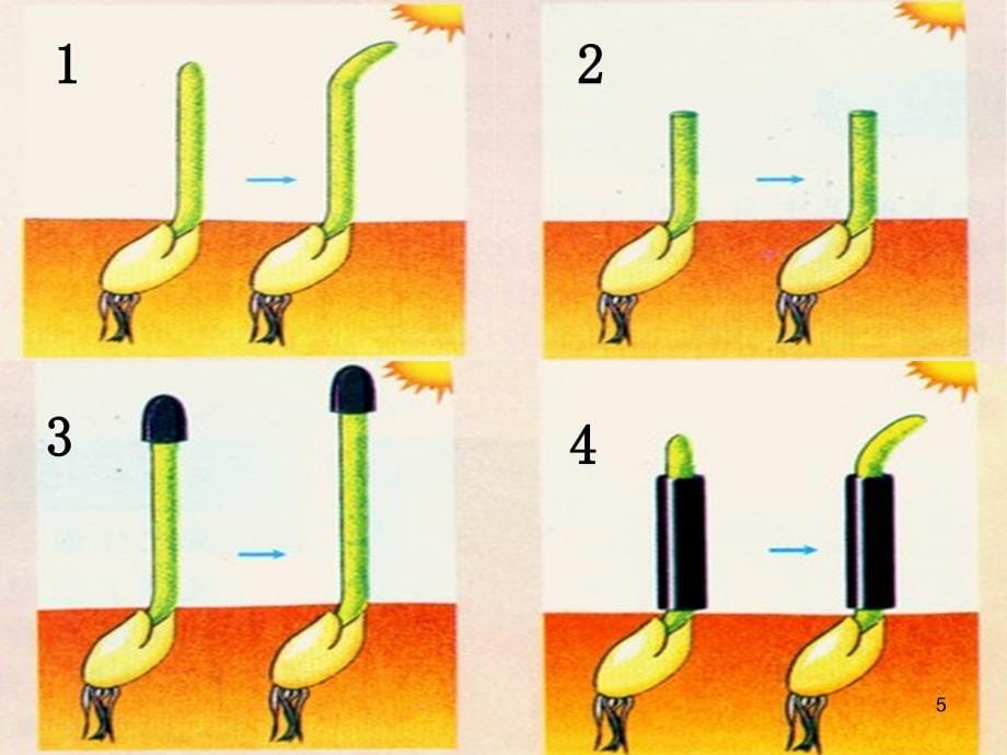 高中生物必修三第三章第一节分享资料_第5页