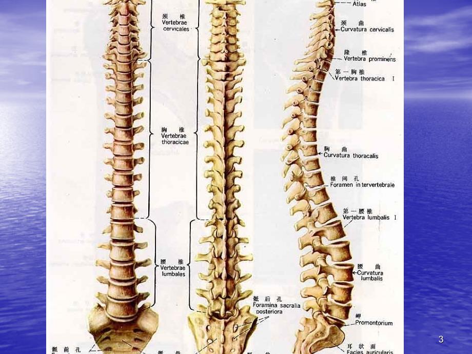 颈椎病应用解剖_第3页