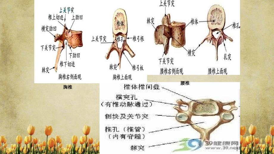 脊髓损伤截瘫平面的评估精选_第3页