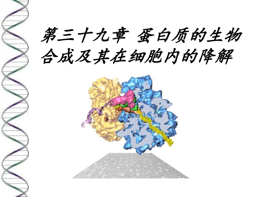 蛋白质的生物合成及其在细胞内的降解_第1页