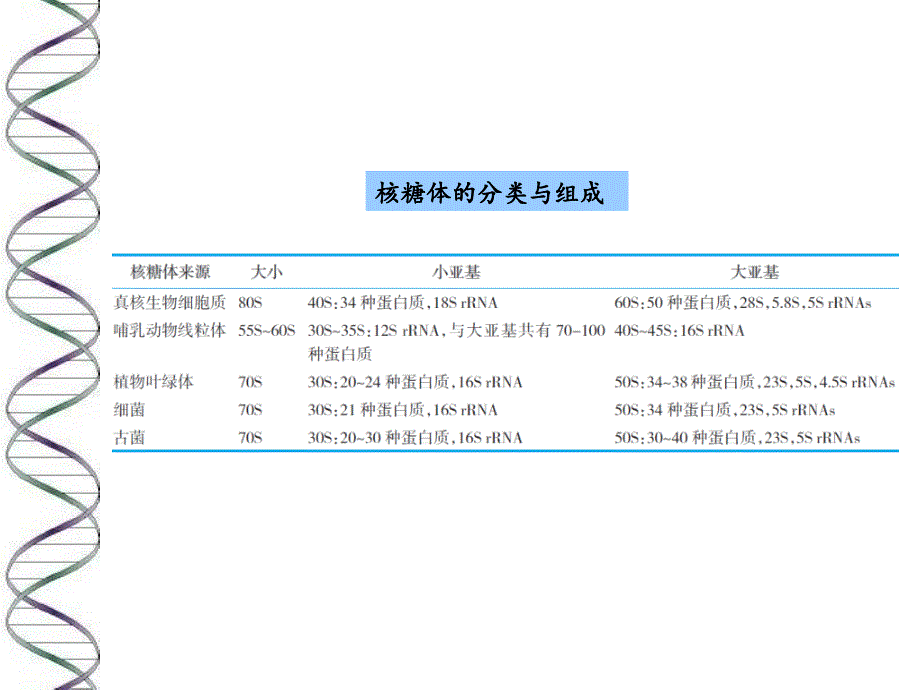 蛋白质的生物合成及其在细胞内的降解_第4页