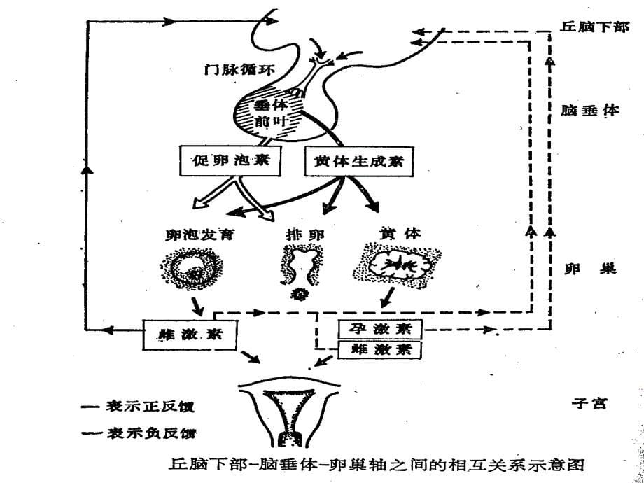 围绝经期激素补充治疗临床应用.ppt_第5页