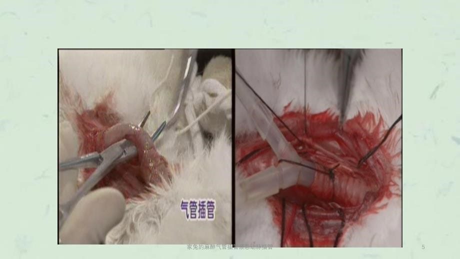 家兔的麻醉气管插管颈总动脉插管课件_第5页