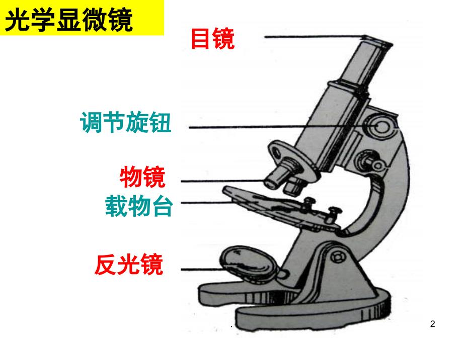 教科版六年级科学用显微镜观察身边的生命世界PowerPoint演示文稿_第2页