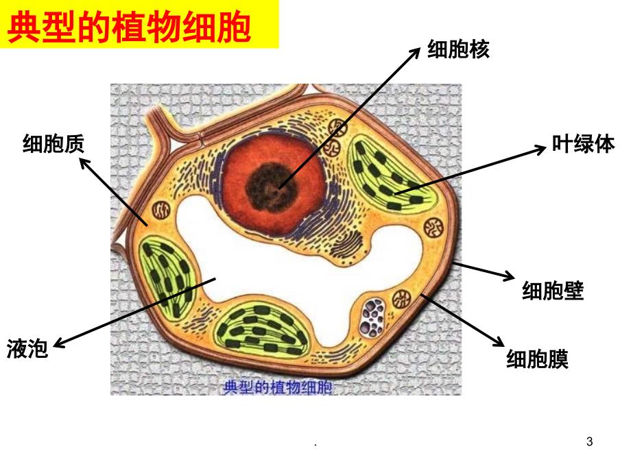 教科版六年级科学用显微镜观察身边的生命世界PowerPoint演示文稿_第3页