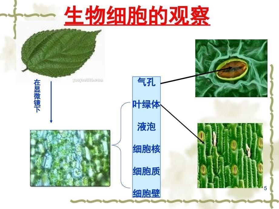 教科版六年级科学用显微镜观察身边的生命世界PowerPoint演示文稿_第5页