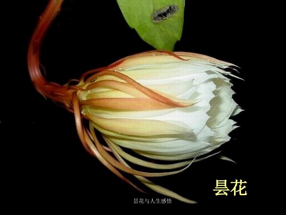 昙花与人生感悟课件_第1页