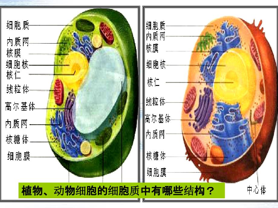 细胞的多样性和统一性用_第4页