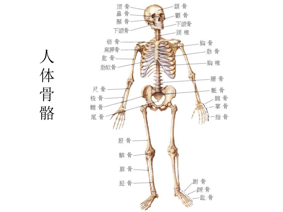 人体的骨骼和肌肉_第4页