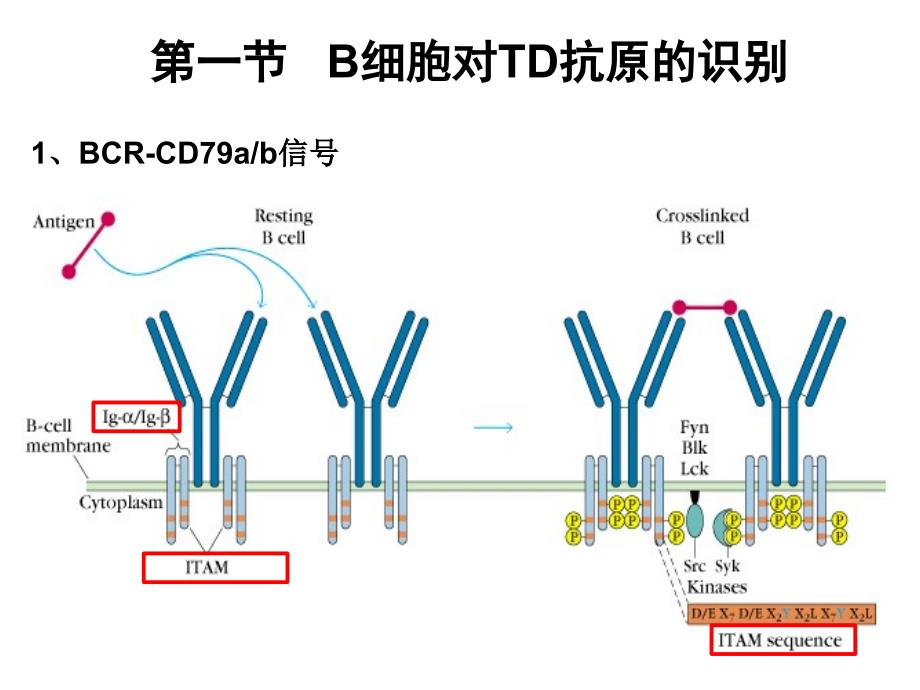 中南大学免疫学第十三章 体液免疫应答6版_第4页