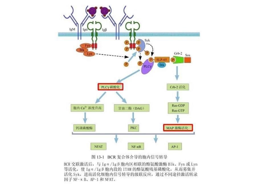 中南大学免疫学第十三章 体液免疫应答6版_第5页