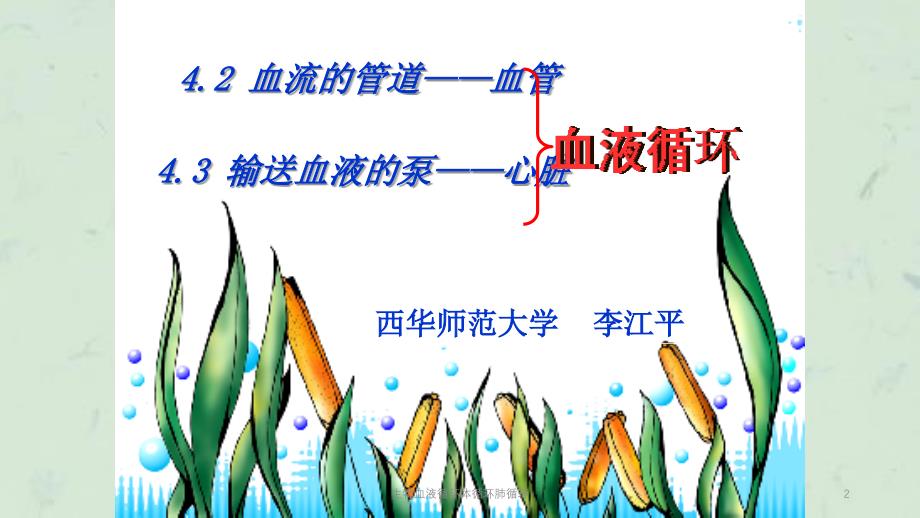 生物血液循环体循环肺循环课件_第2页