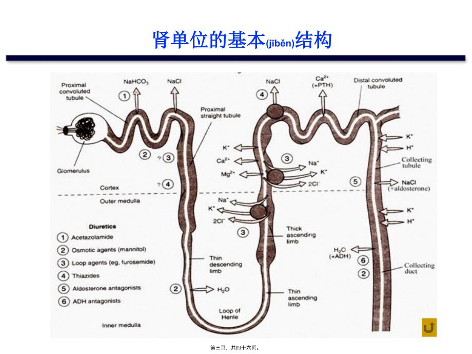 医学专题—利尿药201217355_第3页