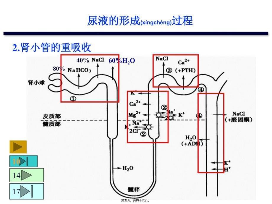 医学专题—利尿药201217355_第5页