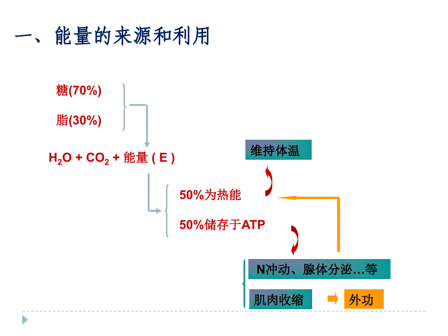 中职生理学课件第七章能量代谢与体温_第4页