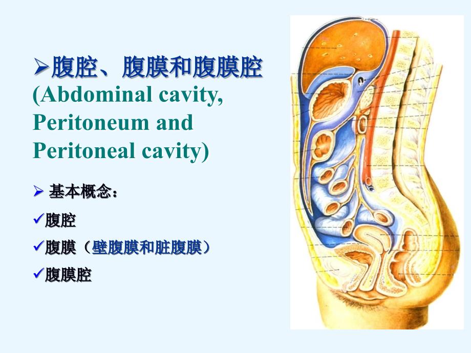 上腹部脏器解剖腹膜和胃_第3页