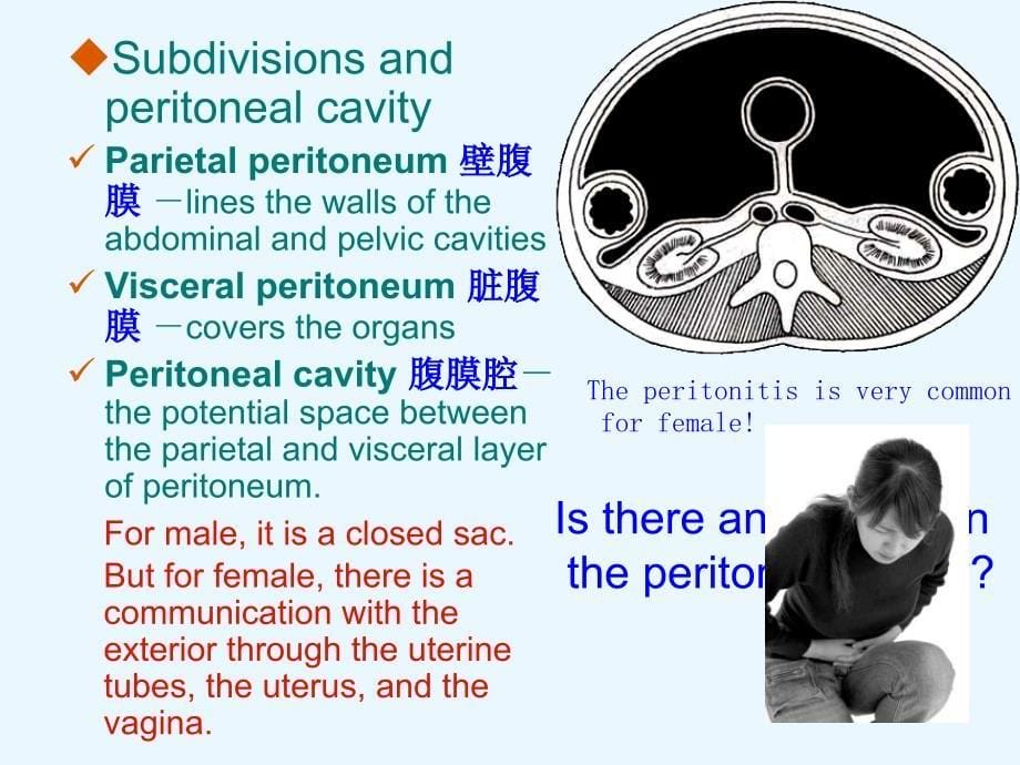 上腹部脏器解剖腹膜和胃_第5页