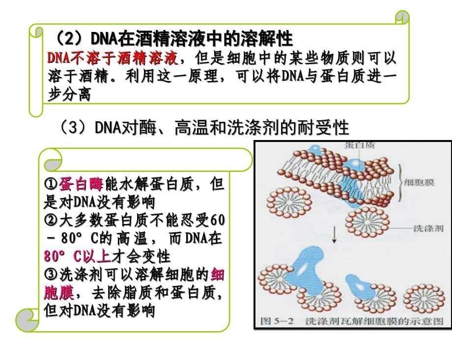 DNA的粗提取与鉴定PPT精品文档_第5页