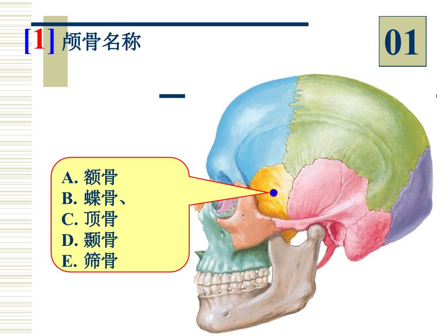 《系统解剖学》实验课件：08-1-96学时实验_第2页