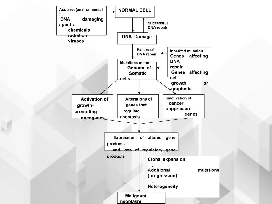 医科大学病理学英文课件Section8.Etiologyandpathogenesisoftumor_第2页