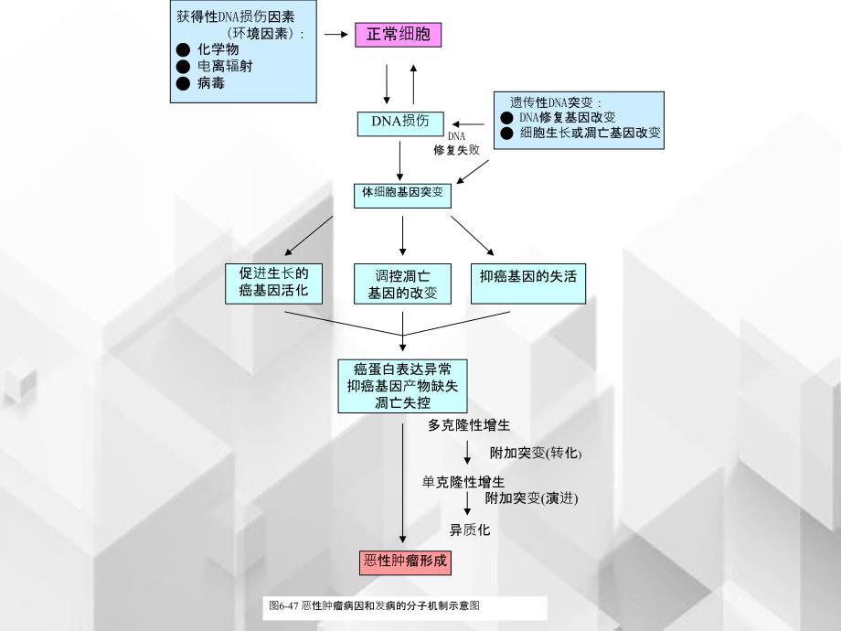 医科大学病理学英文课件Section8.Etiologyandpathogenesisoftumor_第3页