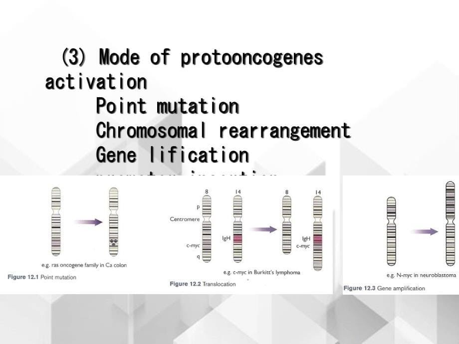 医科大学病理学英文课件Section8.Etiologyandpathogenesisoftumor_第5页