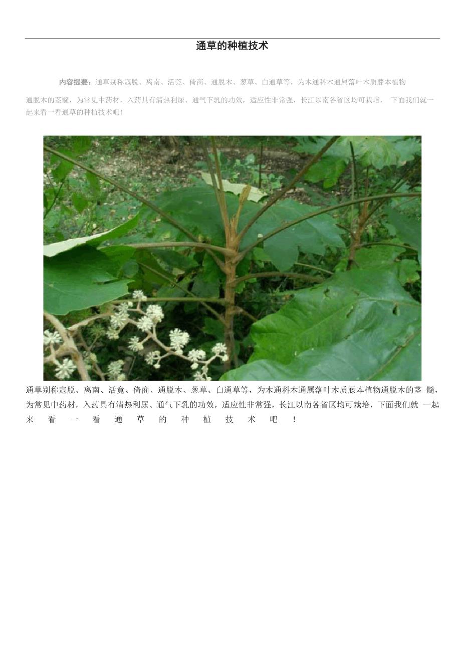 通草的种植技术_第1页
