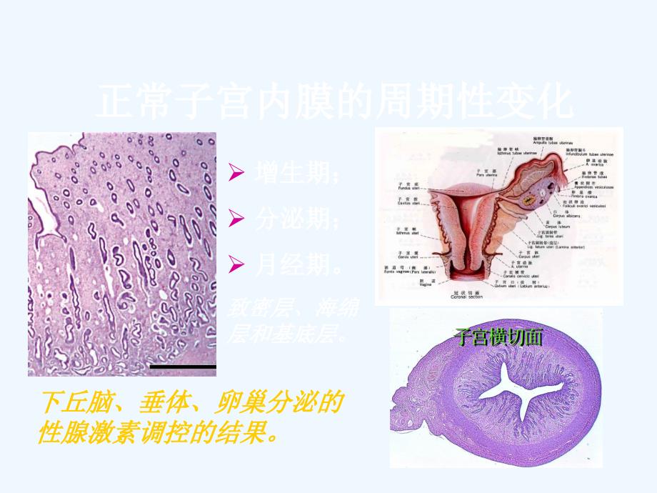 子宫内膜和乳腺疾病_第2页