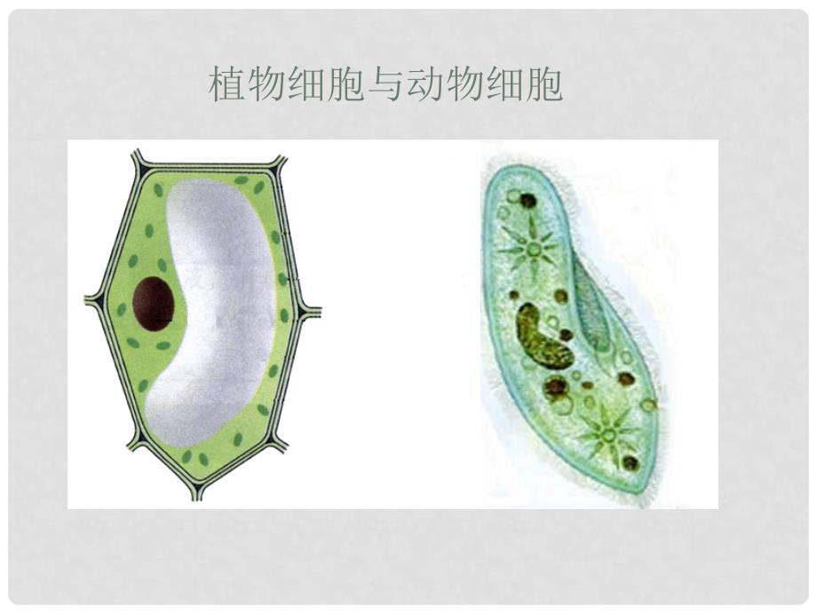 高中生物《细胞的形态和功能》课件1 中图版必修1_第3页