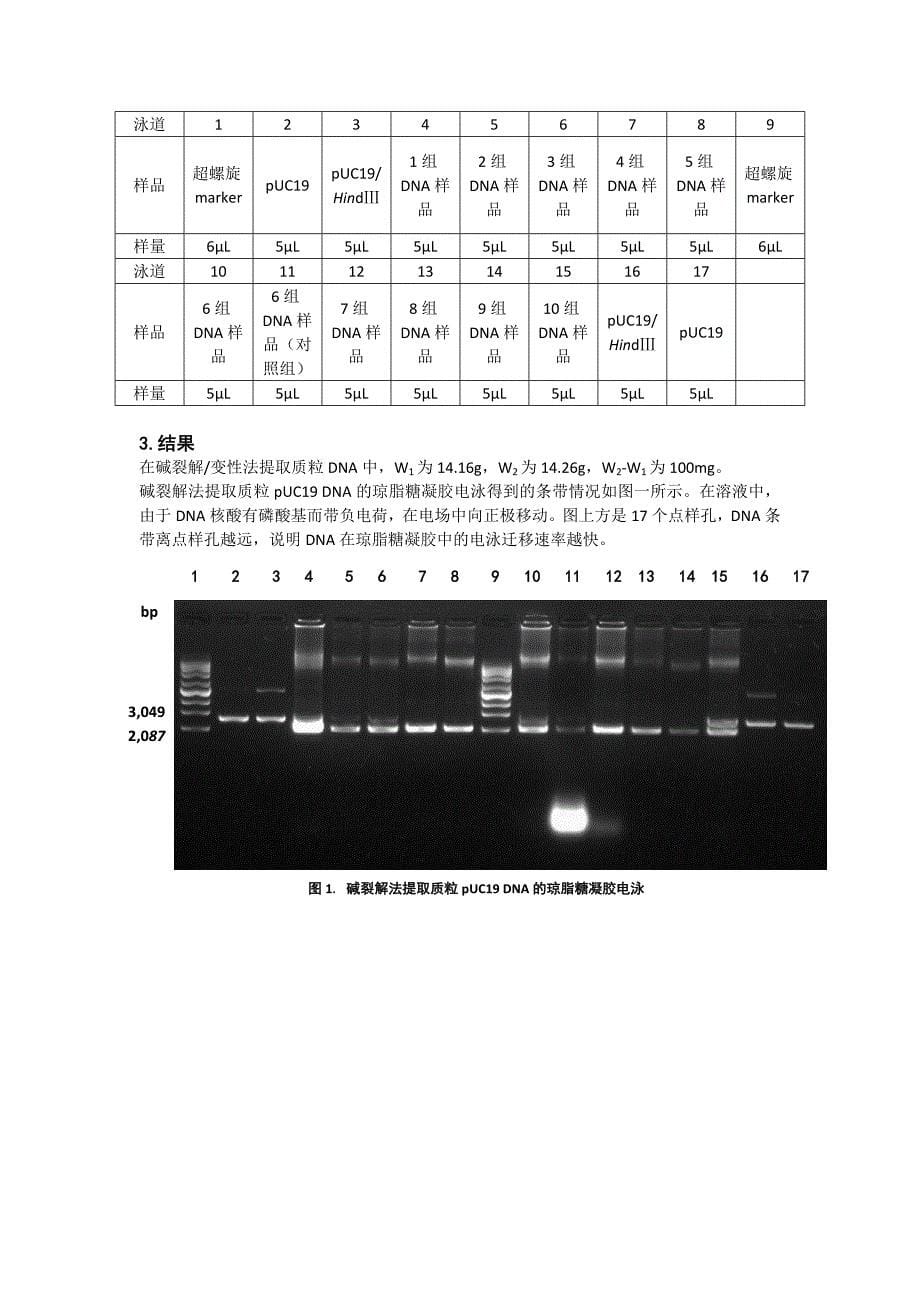 质粒DNA的提取、纯化和电泳检测_第5页