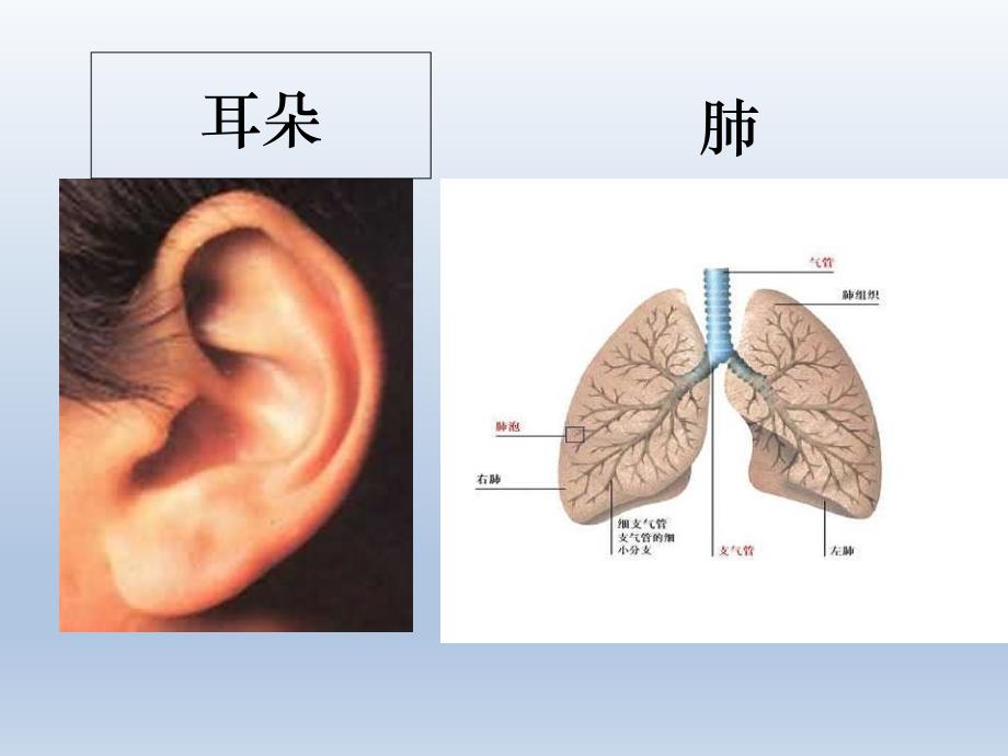 一年级上册品德课件31爱护自己的身体首师大版北京共16张PPT_第4页