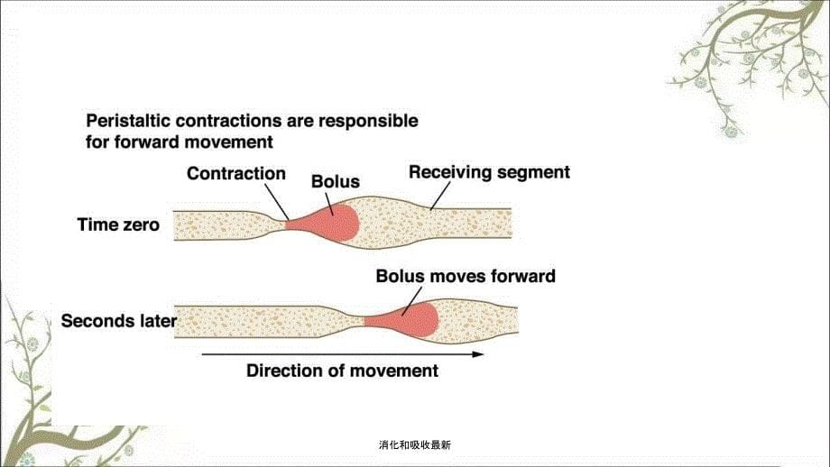 消化和吸收最新课件_第5页