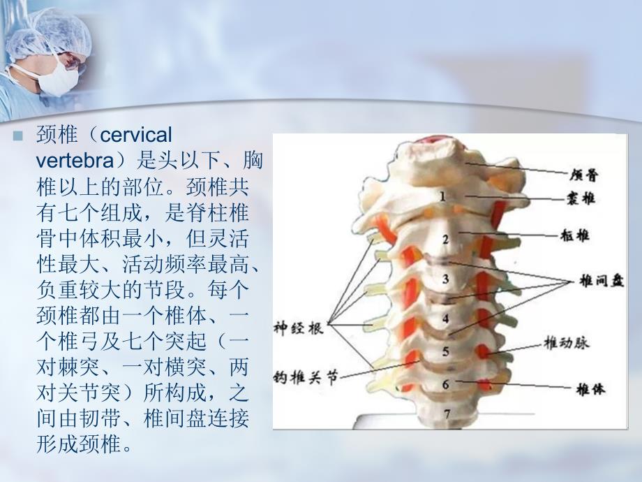 颈椎精细解剖PPT参考幻灯片_第3页