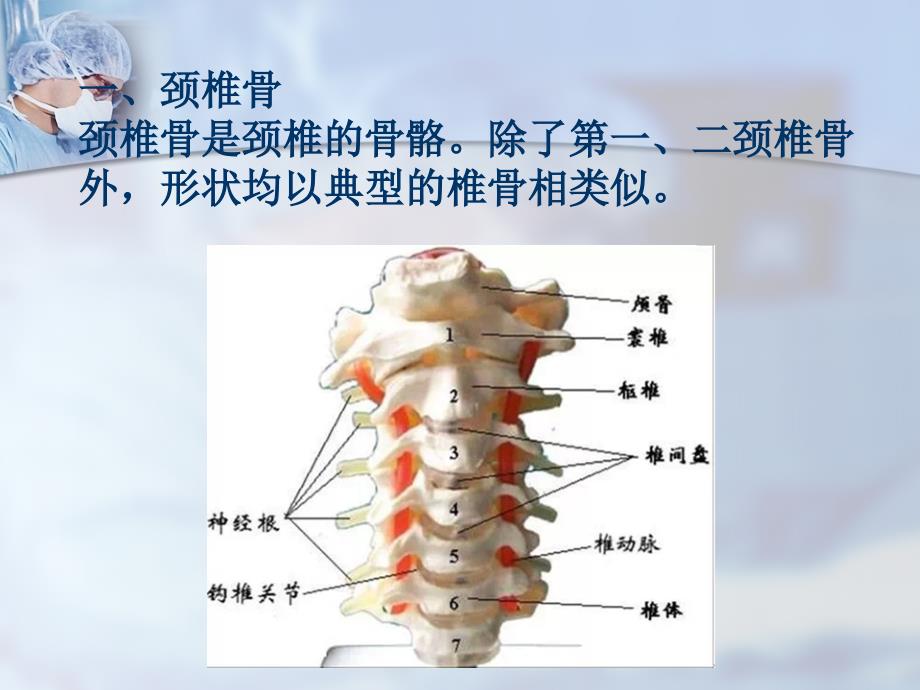 颈椎精细解剖PPT参考幻灯片_第4页