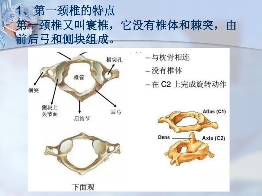 颈椎精细解剖PPT参考幻灯片_第5页