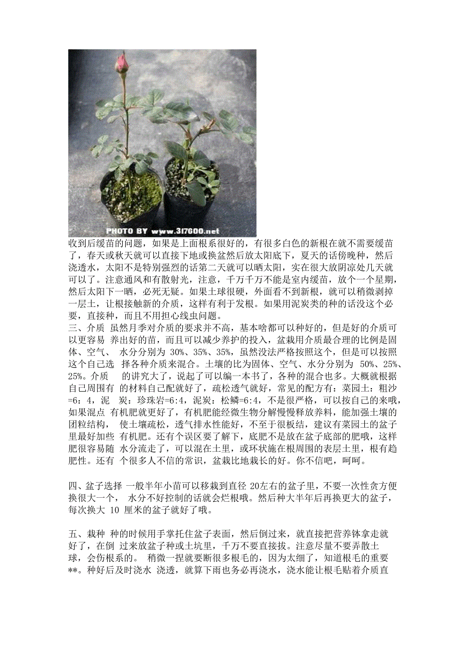 老园丁月季种植指南_第4页