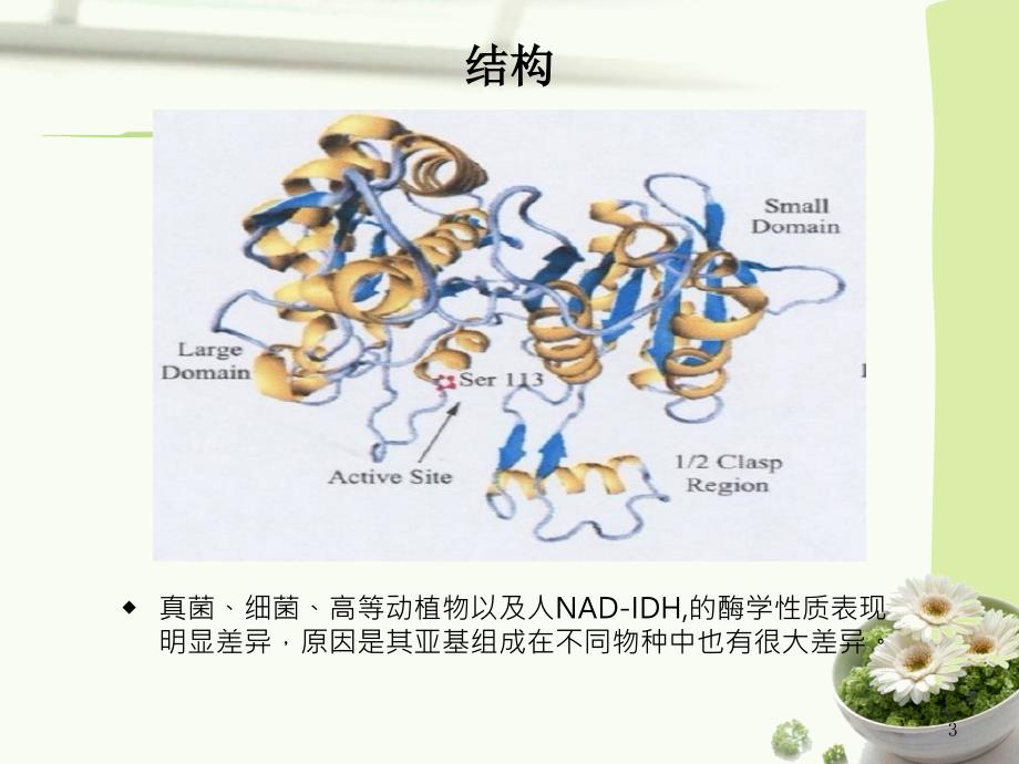 《异柠檬酸脱氢酶》PPT课件_第3页