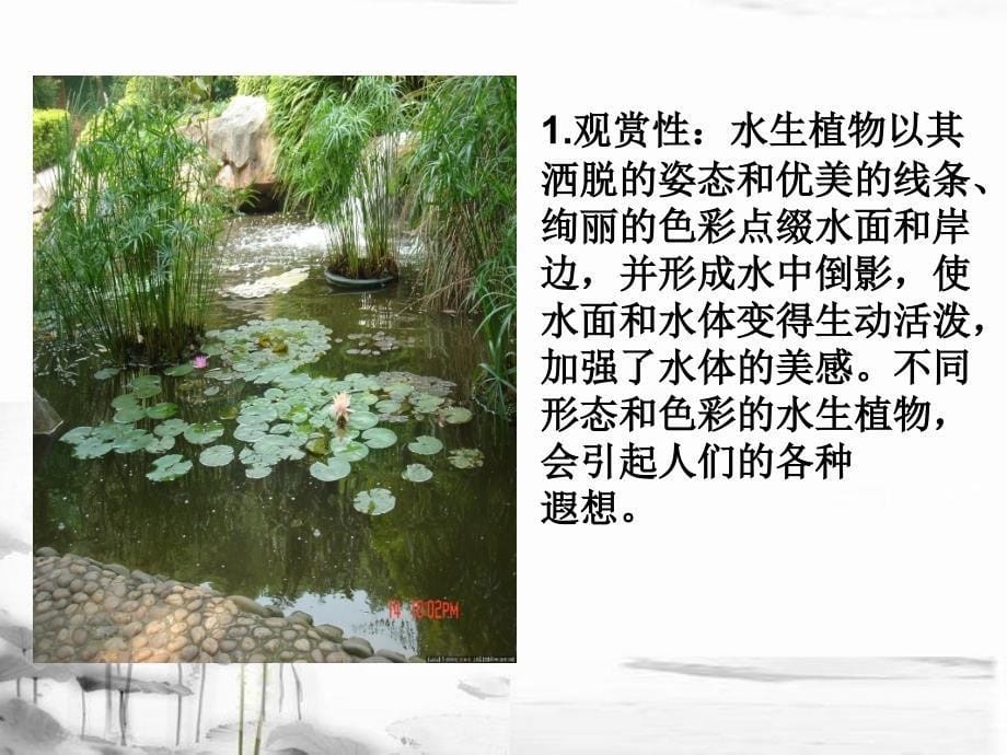 水生植物常见种类介绍_第5页