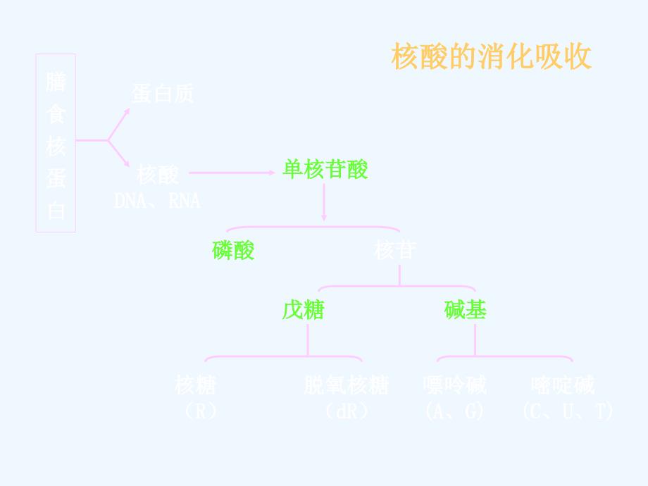 核苷酸的合成分解_第2页