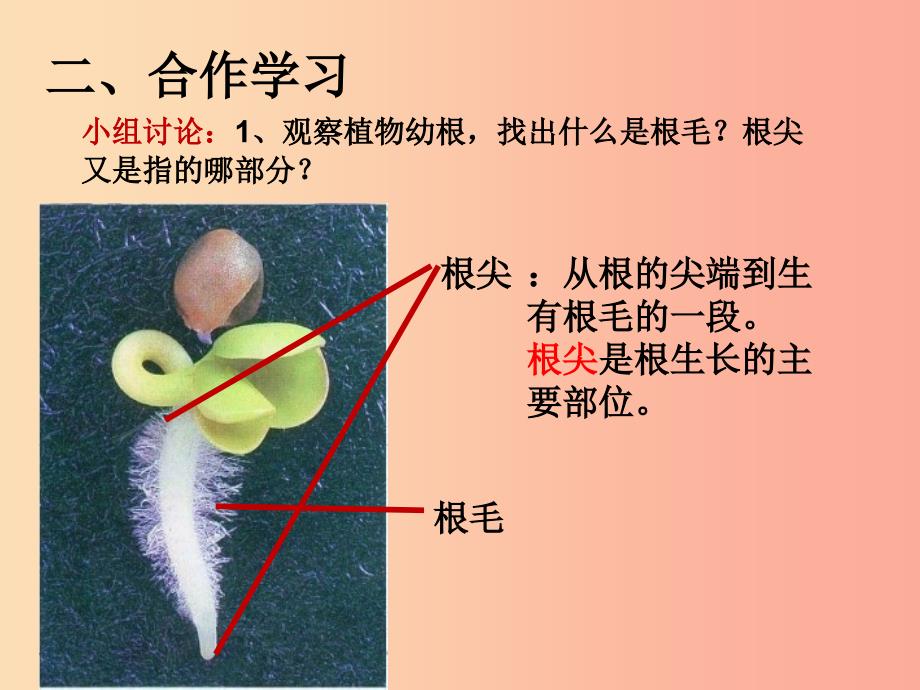 八年级生物上册 第三单元 第二章 第一节 根的生长课件 （新版）冀教版.ppt_第4页