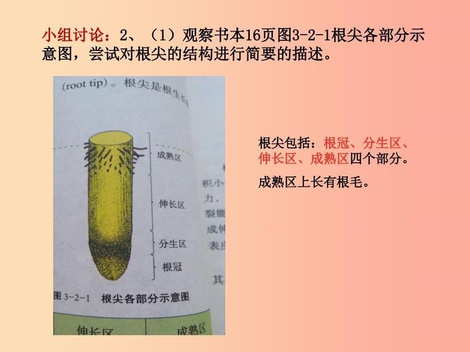 八年级生物上册 第三单元 第二章 第一节 根的生长课件 （新版）冀教版.ppt_第5页